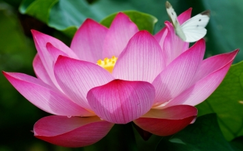 Không giấu giếm